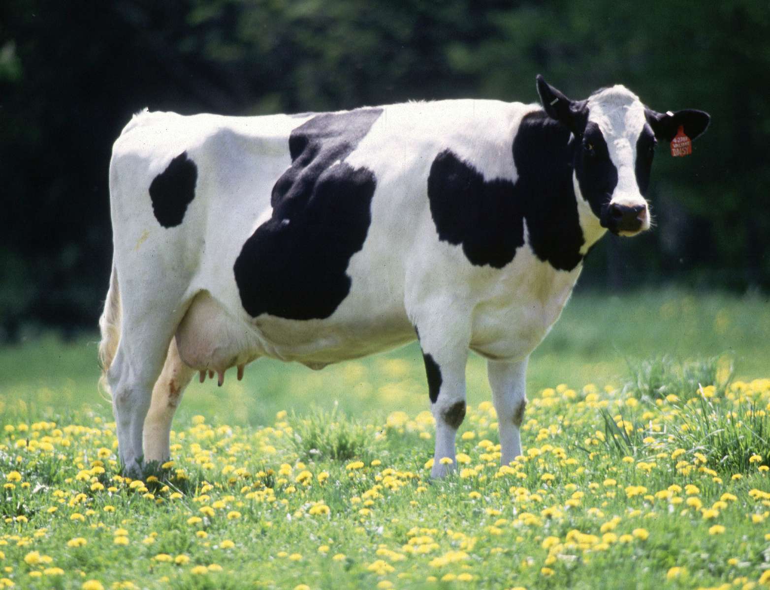 fazenda de animais de vaca puzzle online