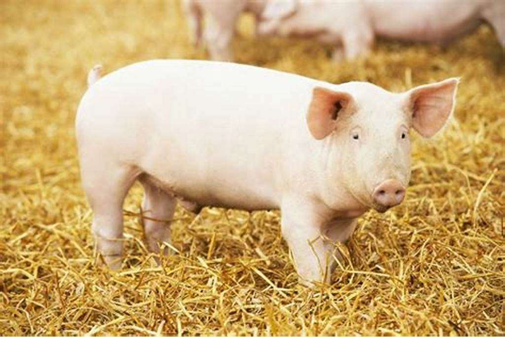 Schweinetierfarm Online-Puzzle