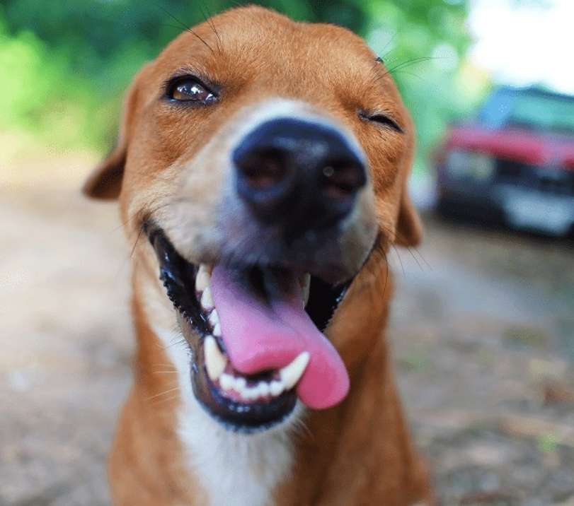 Αστείος σκύλος παζλ online από φωτογραφία