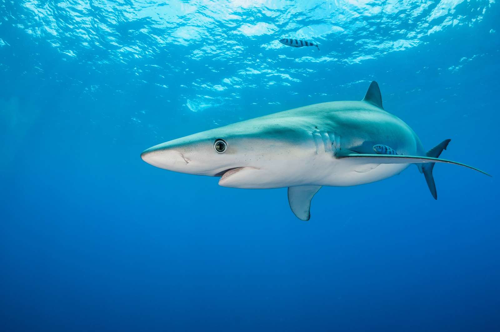 Καρχαρίας στον ωκεανό online παζλ