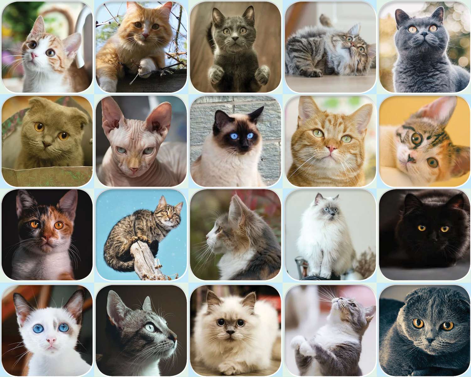 katter och kattungar Pussel online