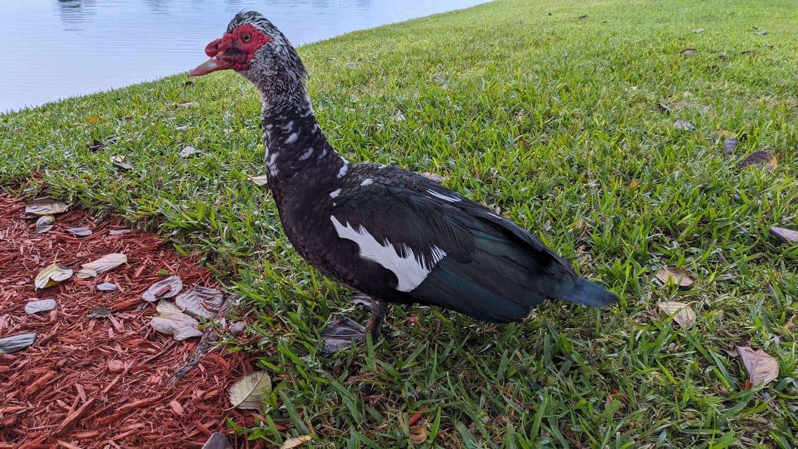 AMIGO PATO rompecabezas en línea