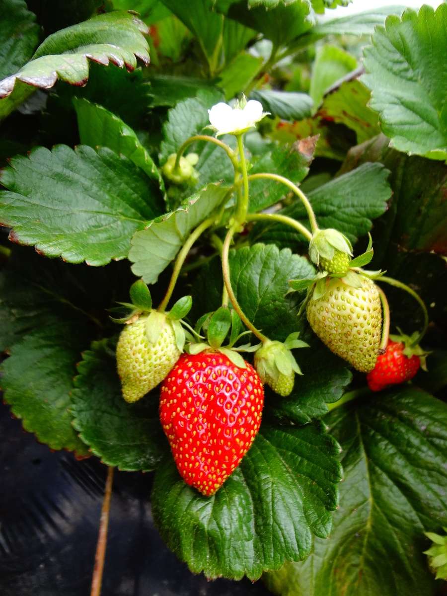 Strawberry puzzle online from photo