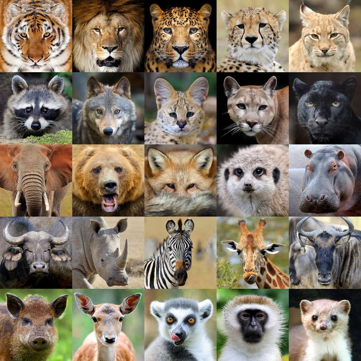 A Visit to the Zoo puzzle online from photo