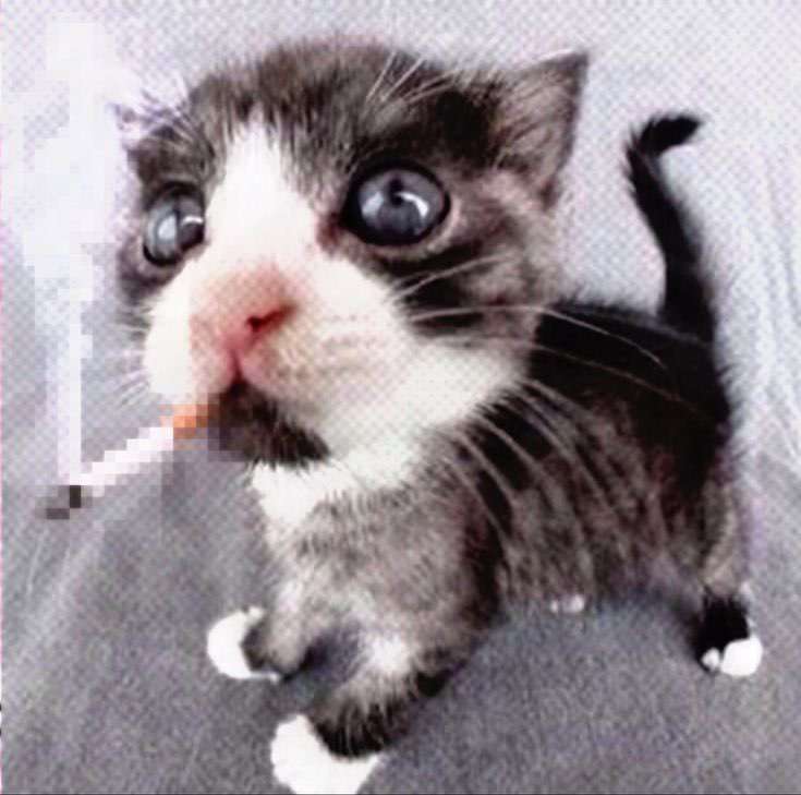 котенок сигарета пазл онлайн из фото