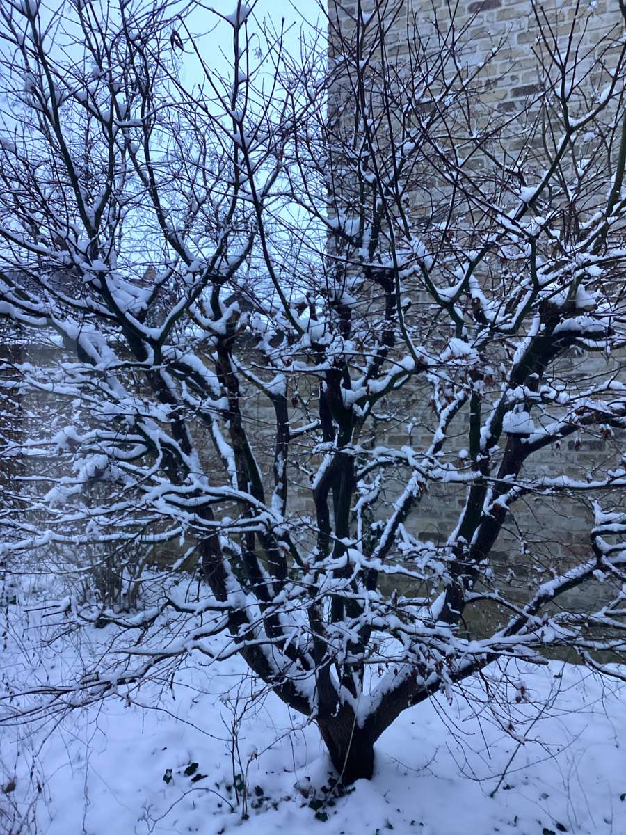 Сняг върху дърво онлайн пъзел от снимка
