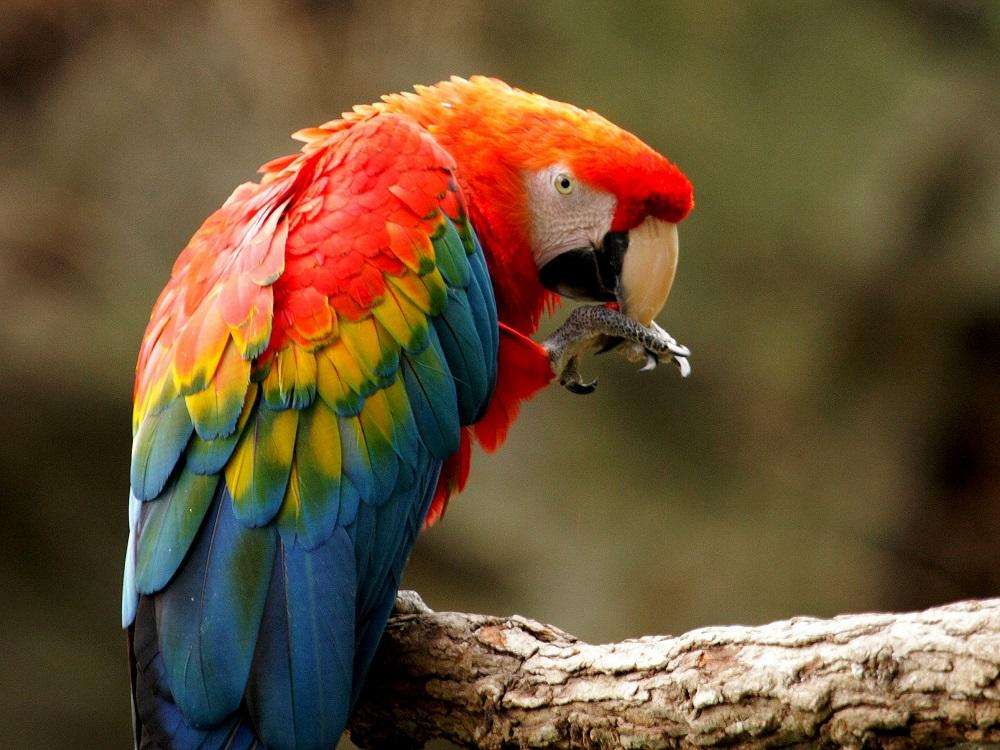MACAW online puzzle