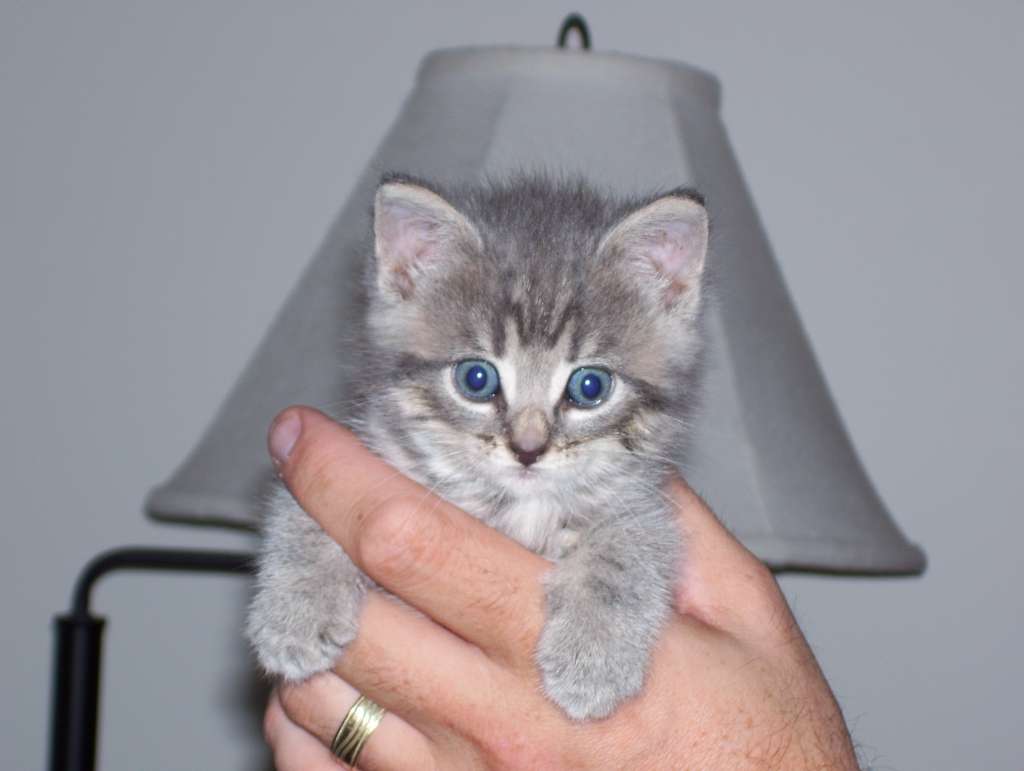 Macy, vår kattunge pussel online från foto