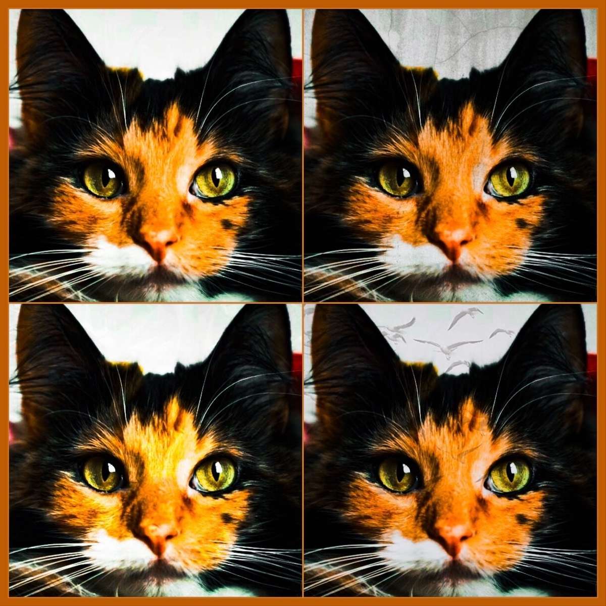 Belachelijk fotogenieke Kitty online puzzel