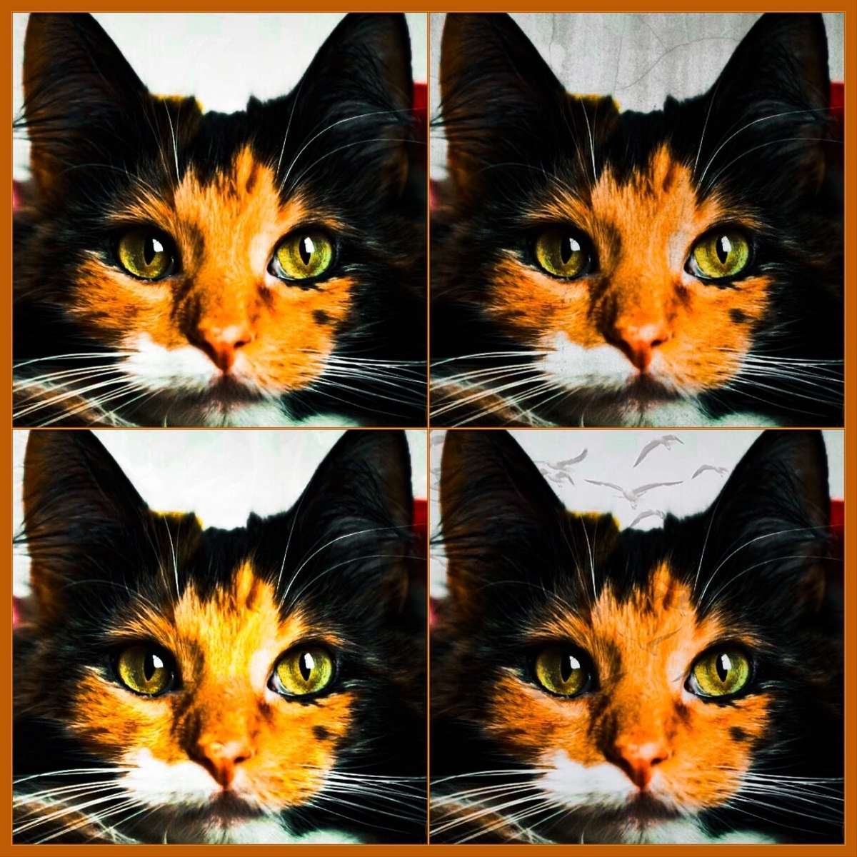 Ridiculously Photogenic Kitty online puzzle