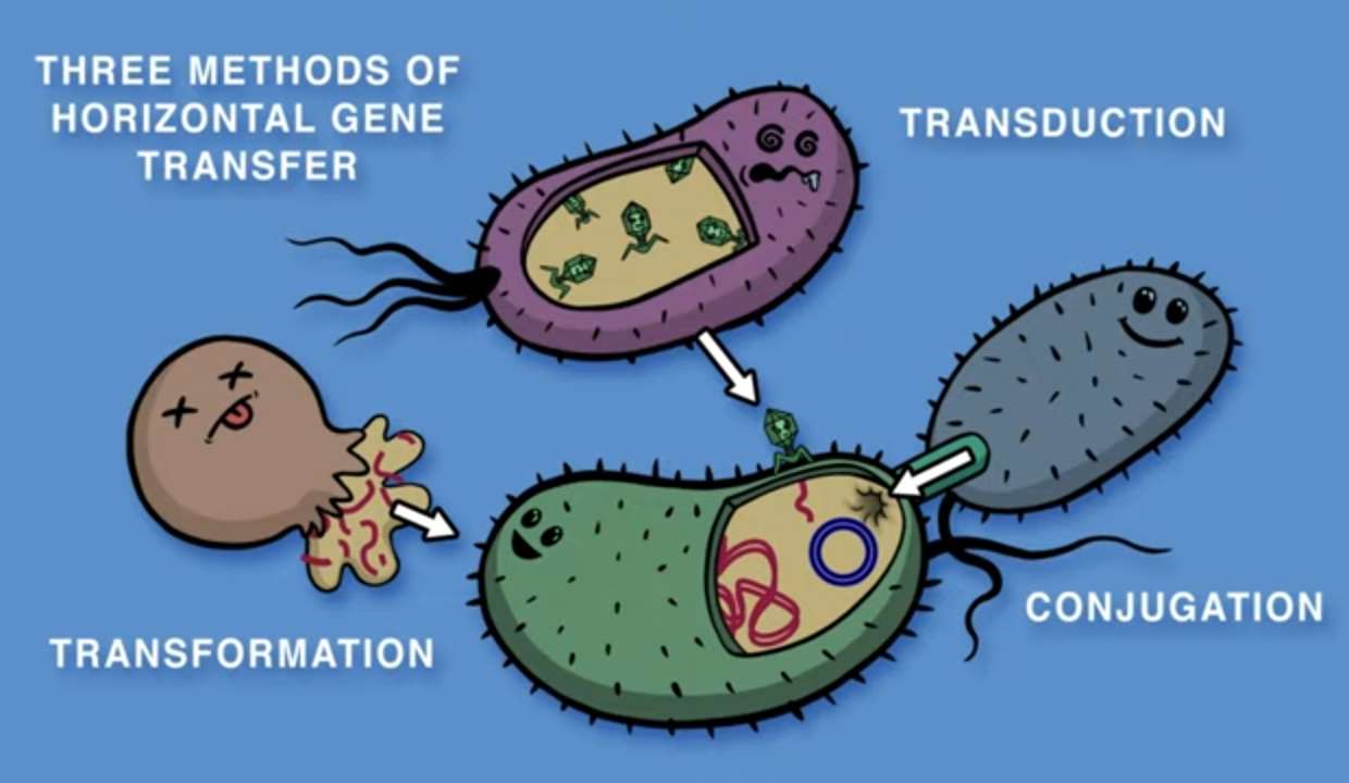 Bacteria puzzle online from photo