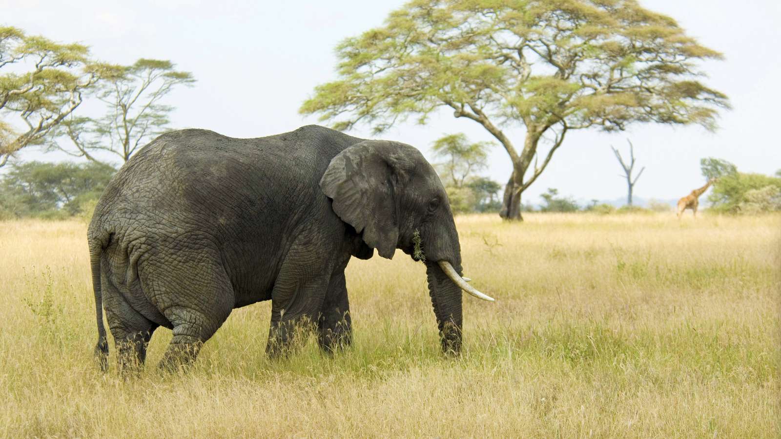 слон онлайн-пазл