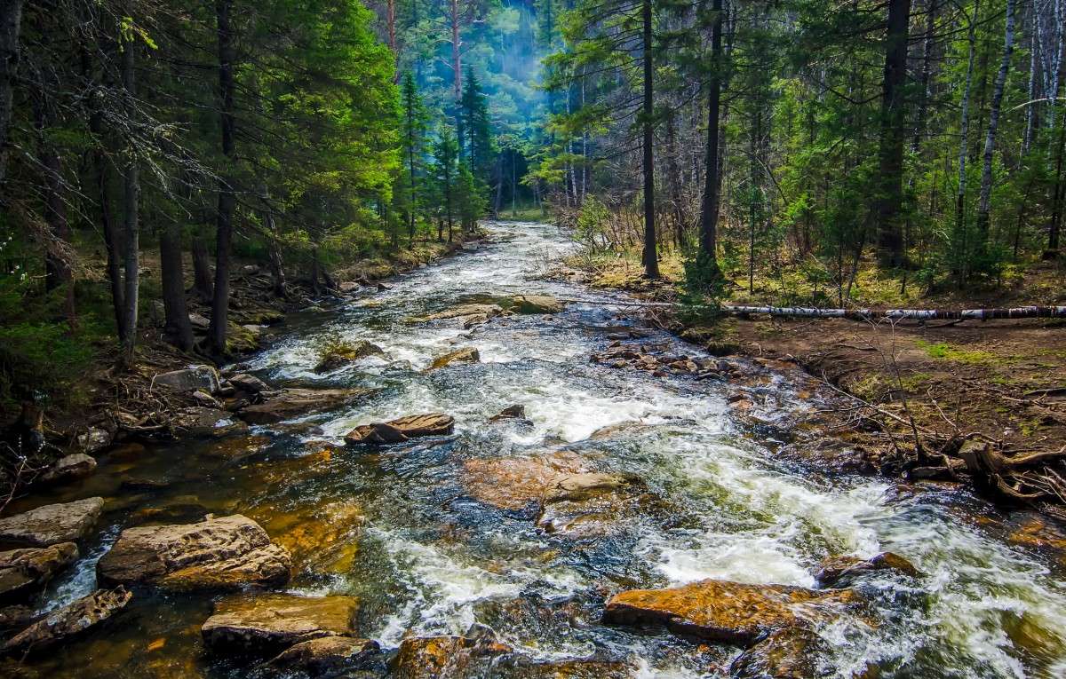 Вълтяща се река в гората онлайн пъзел от снимка