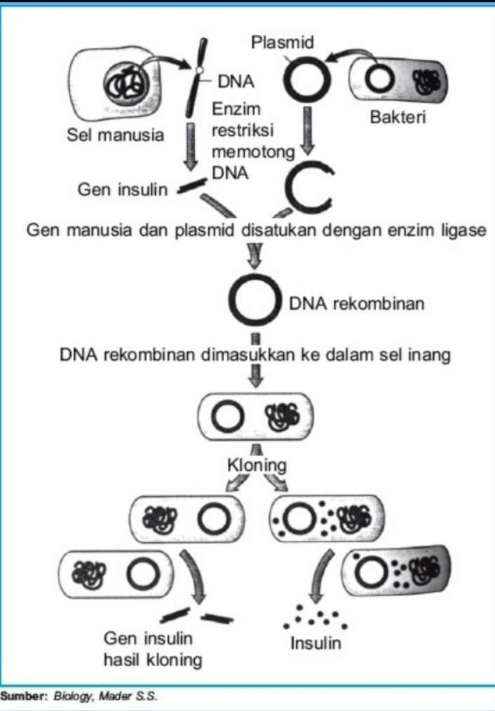 Рекомбінація ДНК онлайн пазл