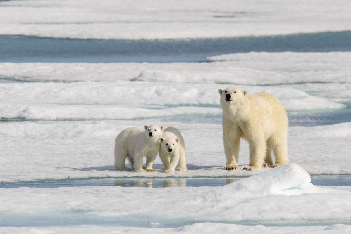 Isbjørn med isbjørnunger скласти пазл онлайн з фото