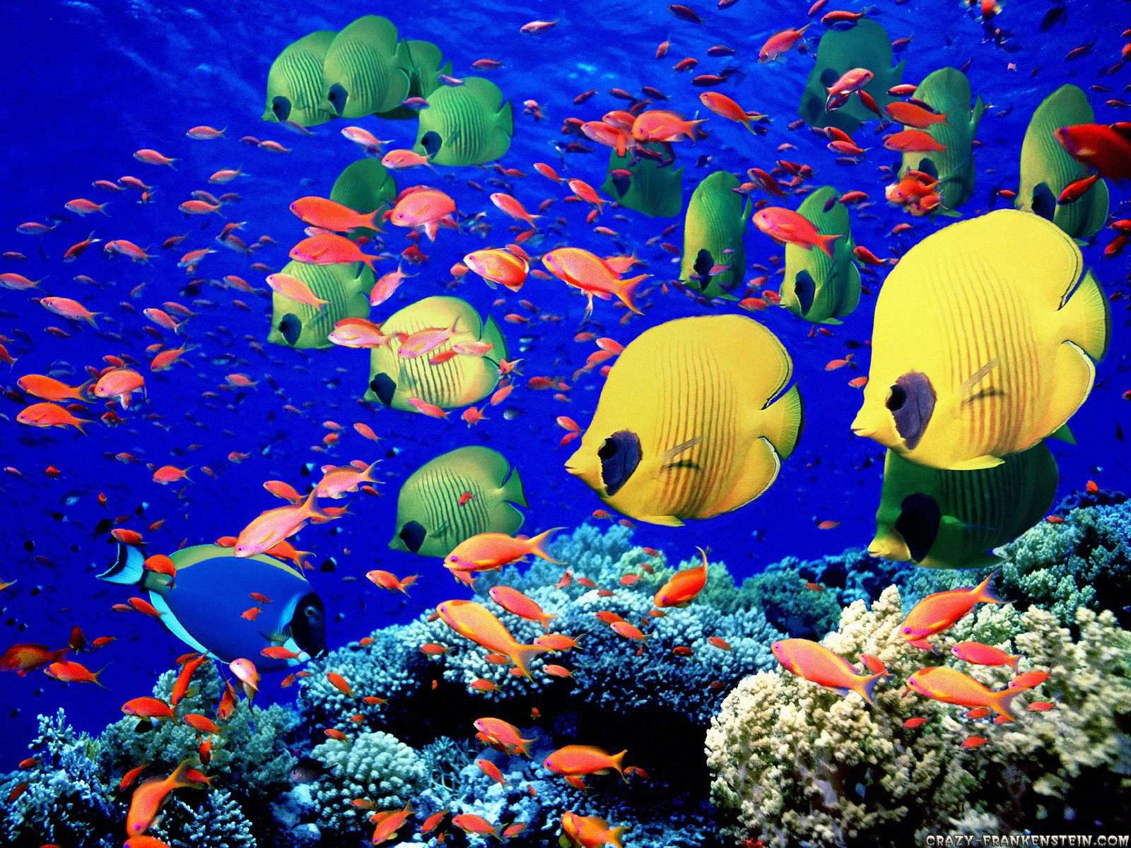 Fish in a Barrtel puzzle online from photo
