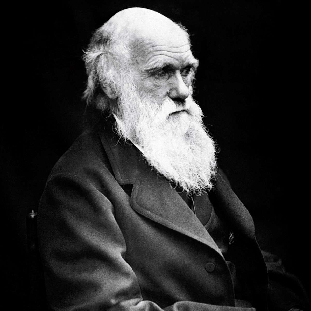 Charles Darwin Pussel online