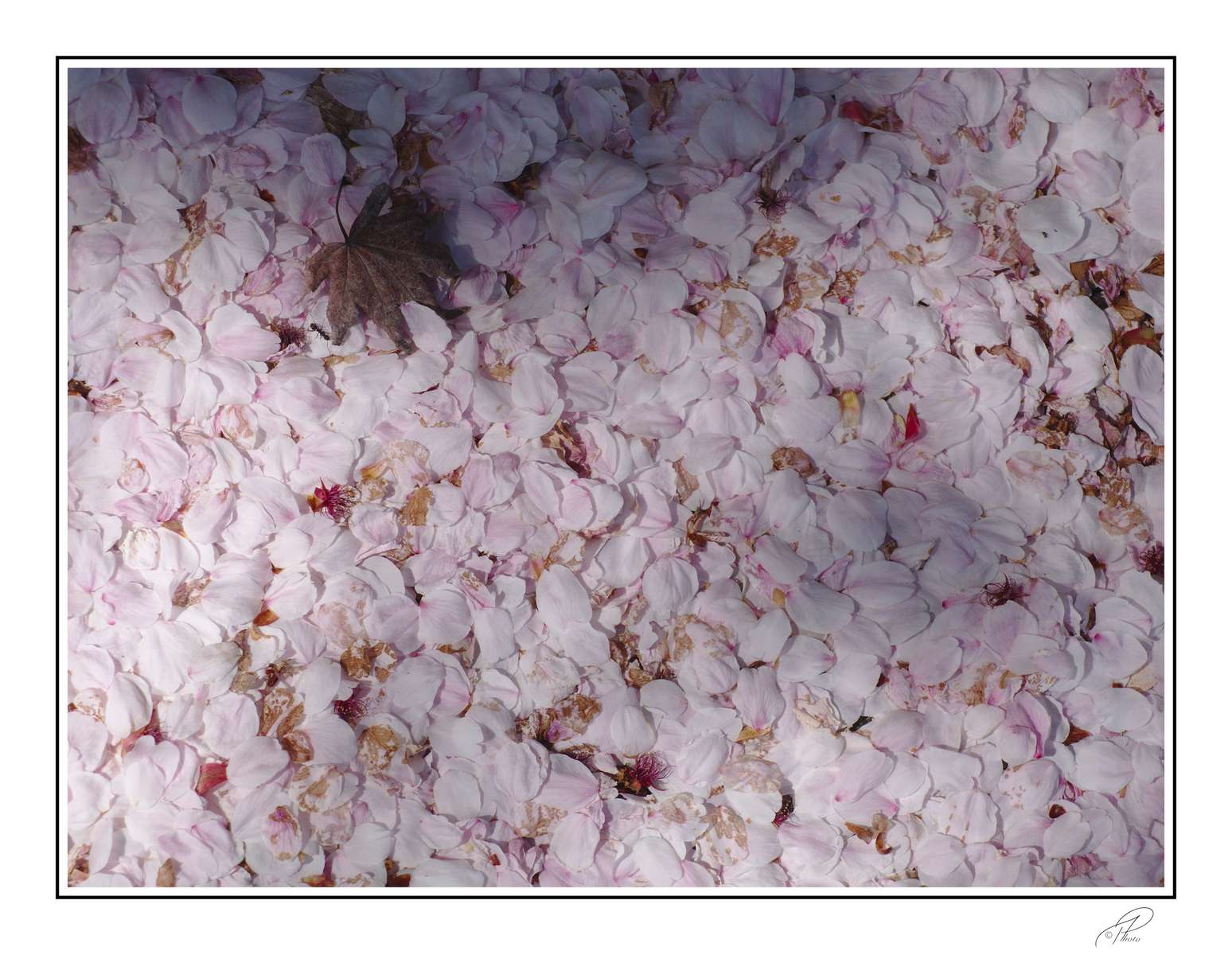 Flori de Sakura puzzle online