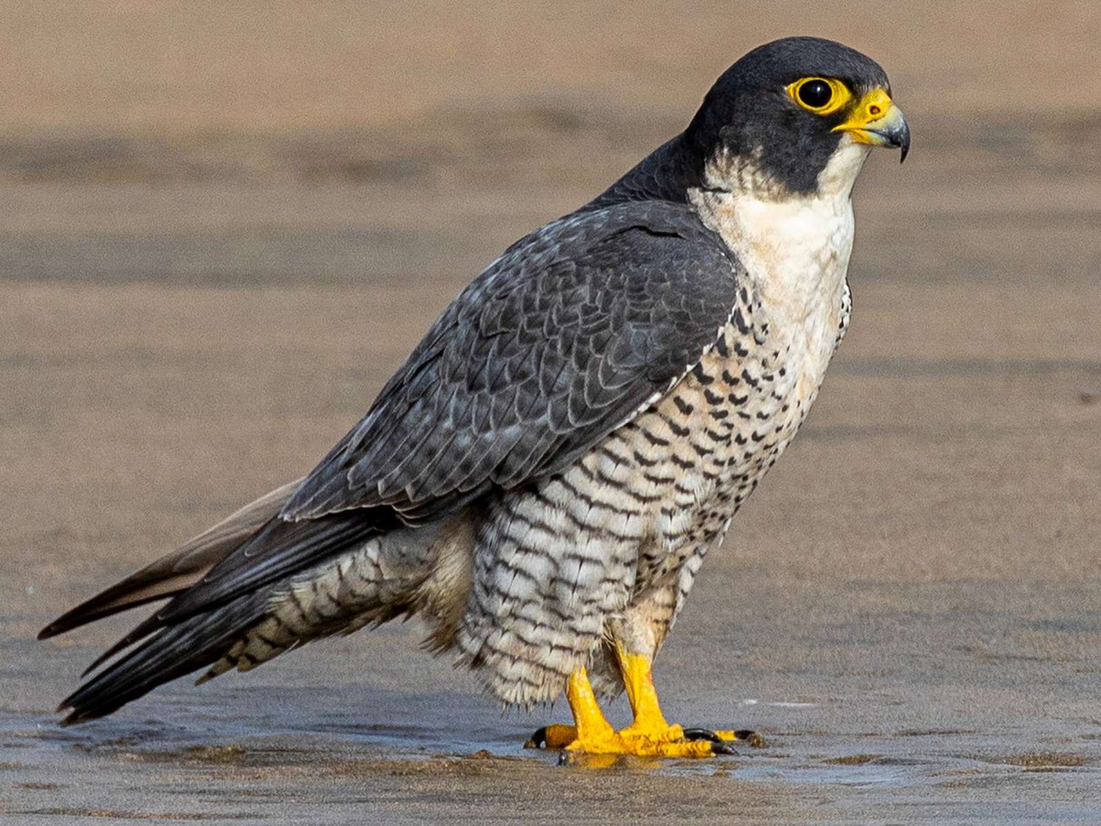 Level 1- Peregrine Falcon puzzle online from photo