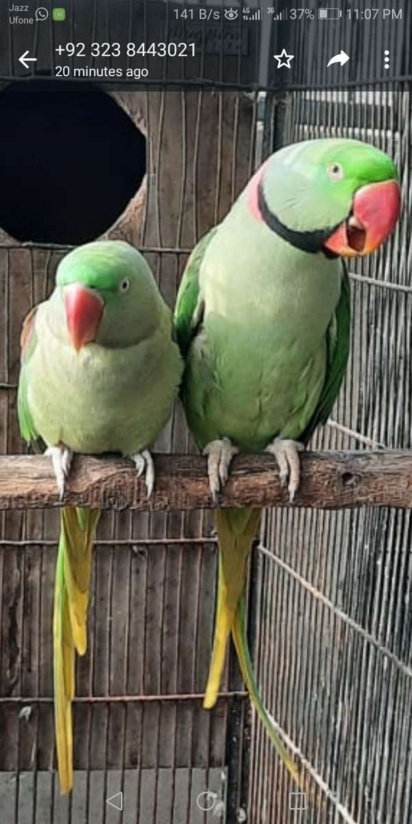 Coppia di pappagalli puzzle online da foto