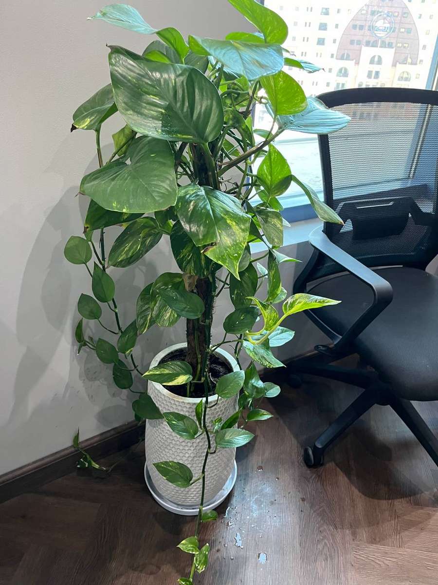 plant of office puzzle online from photo