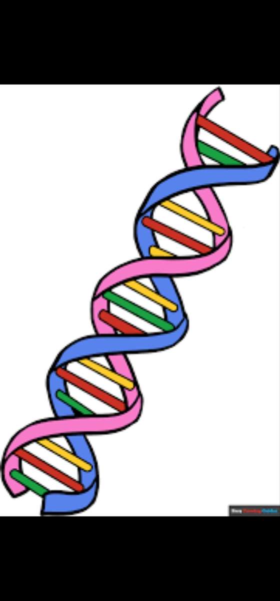 DNA-struktur Pussel online