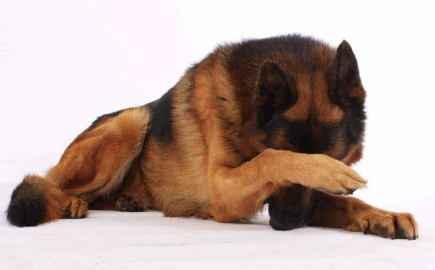 Ontrainbare agressieve hond puzzel online van foto