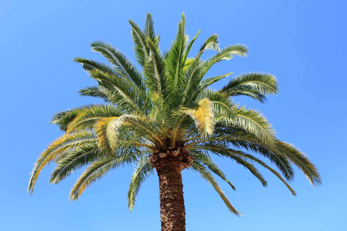 palm tree online puzzle