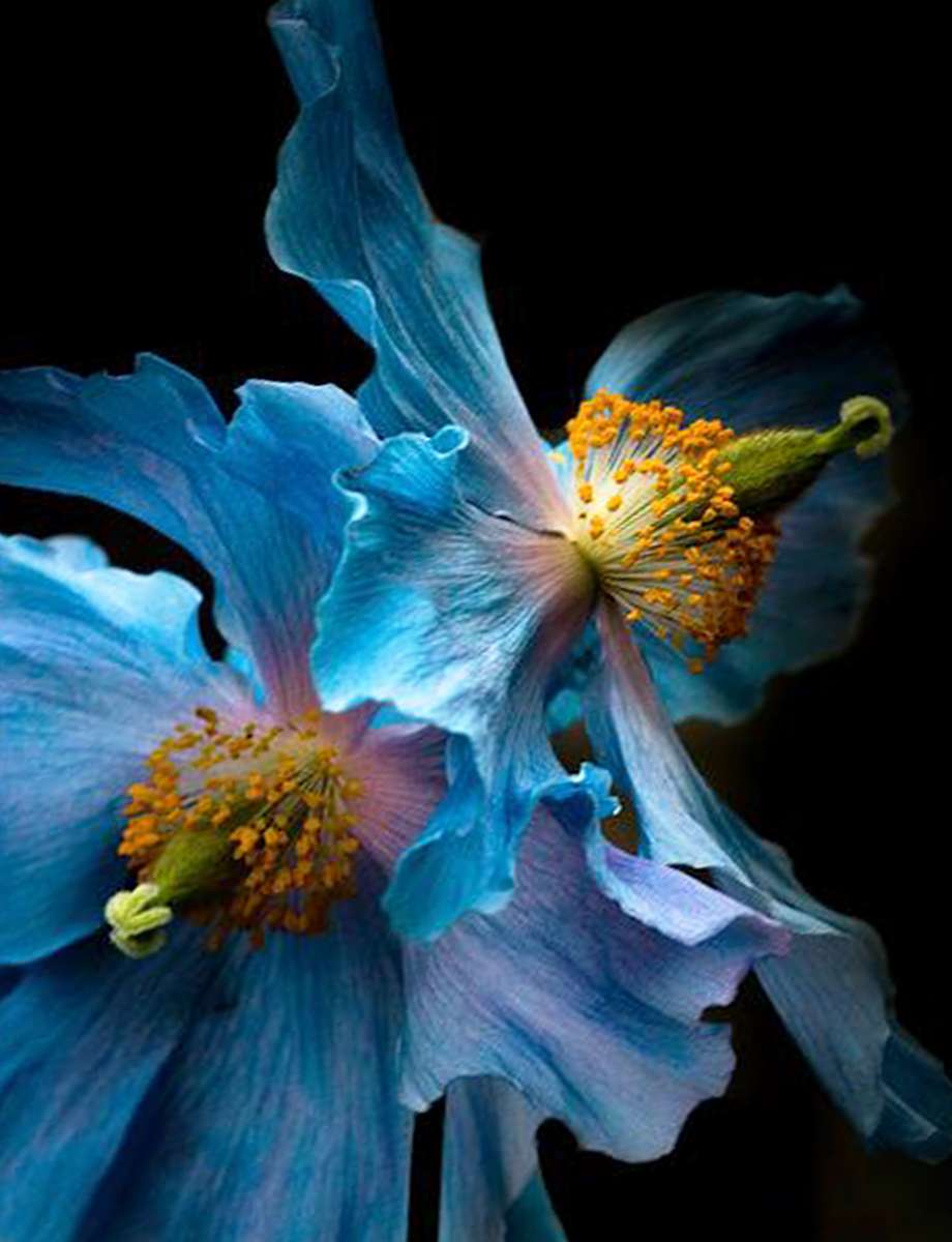 blauwe bloem online puzzel