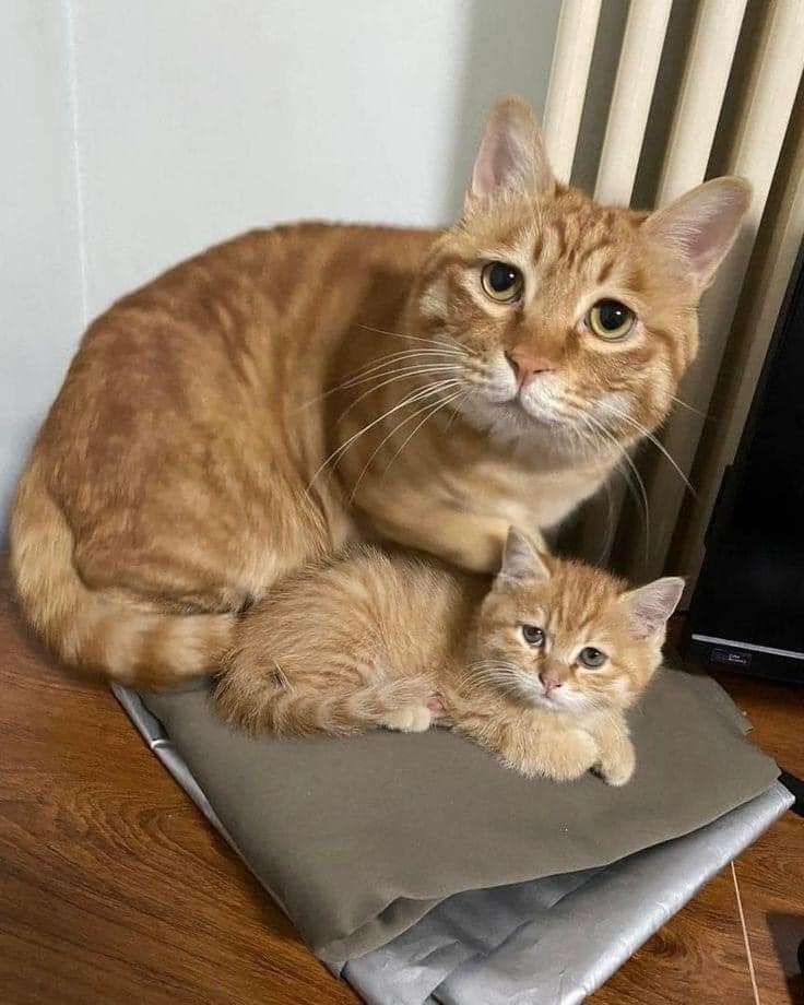 Мать и котенок онлайн-пазл