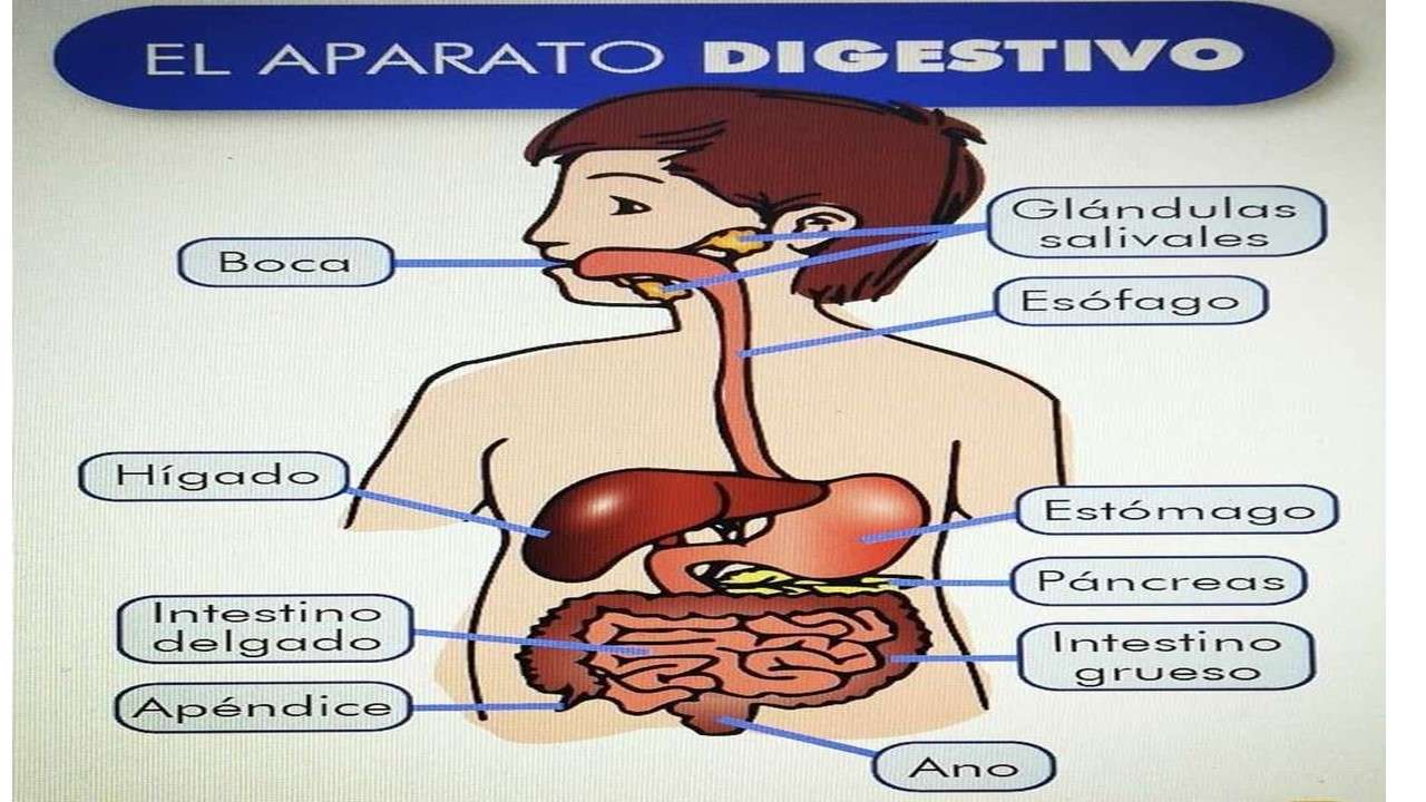 sistem digestiv puzzle online