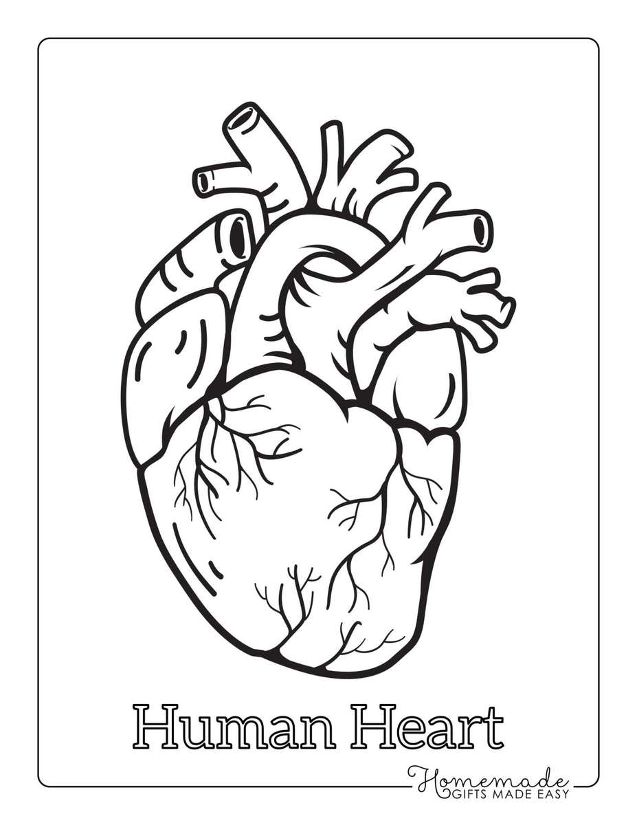 Menselijk hart puzzel online van foto