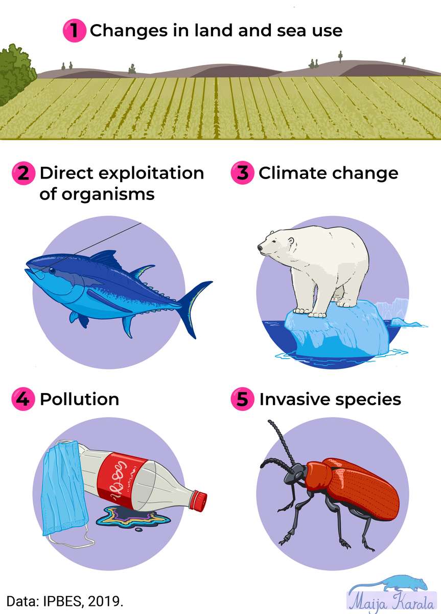 Биоразнообразие сега онлайн пъзел от снимка