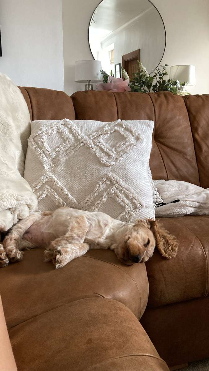 dog on sofa puzzle online from photo