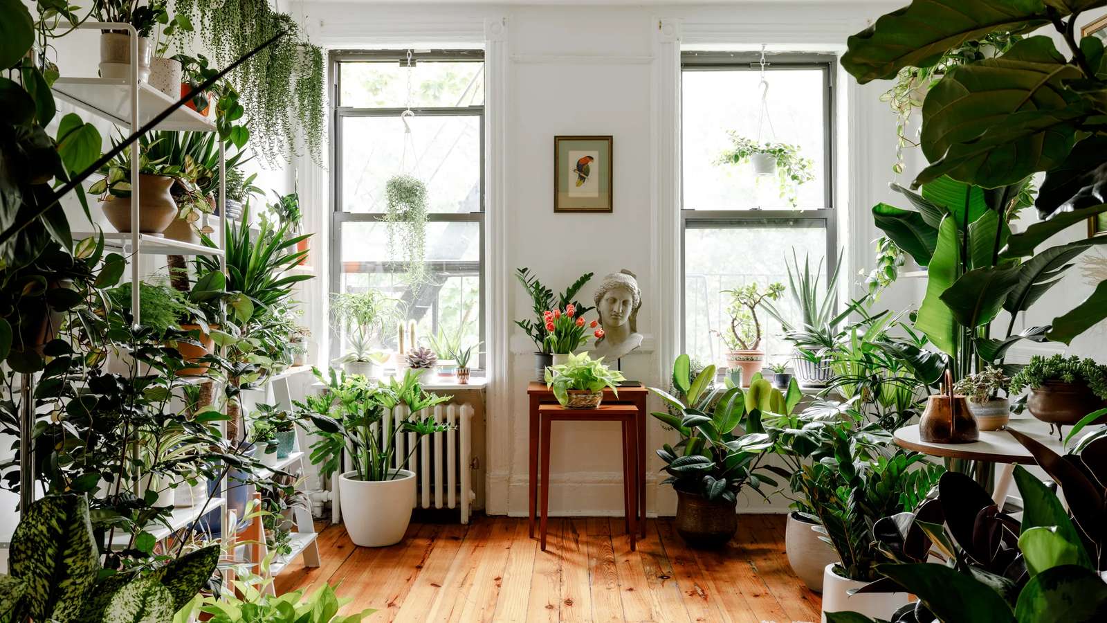 Стая за растения 5 онлайн пъзел от снимка