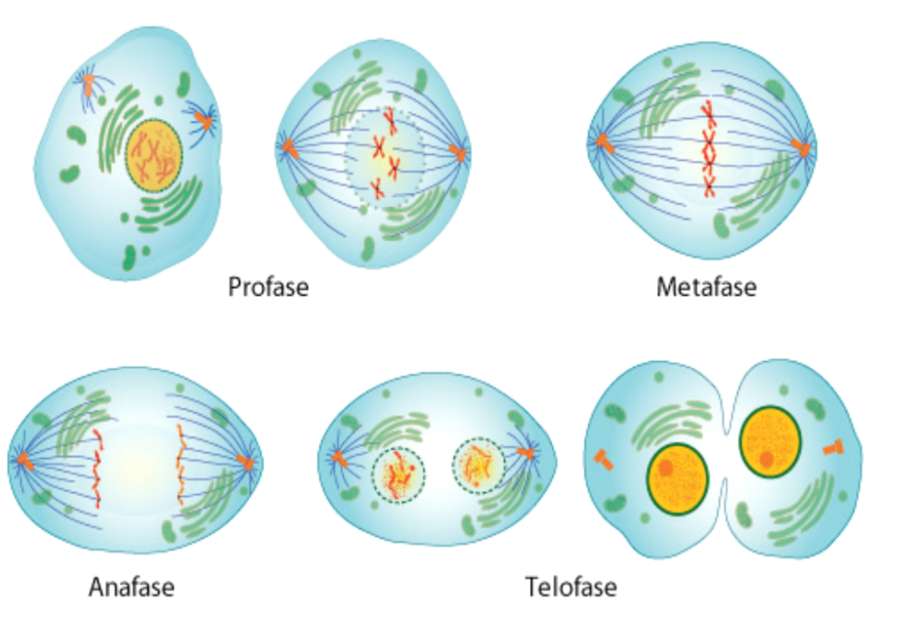 mitosis (symposium) puzzle online from photo