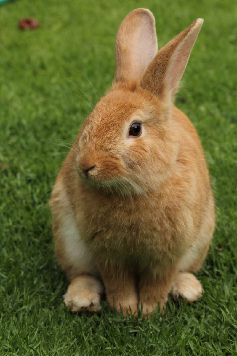 Кролик в саду онлайн-пазл