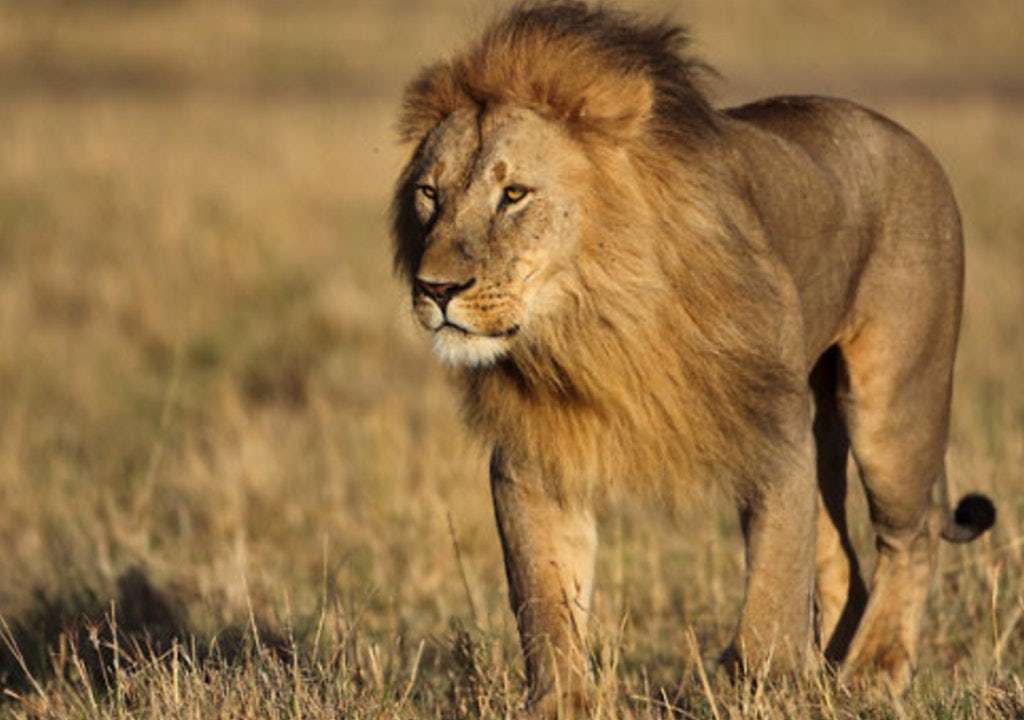 lejon dagis pussel online från foto