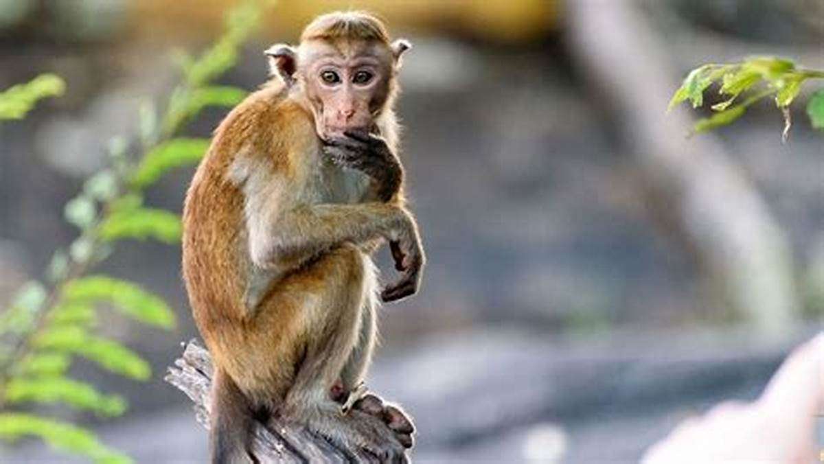 μαϊμού ζώα νηπιαγωγείου online παζλ