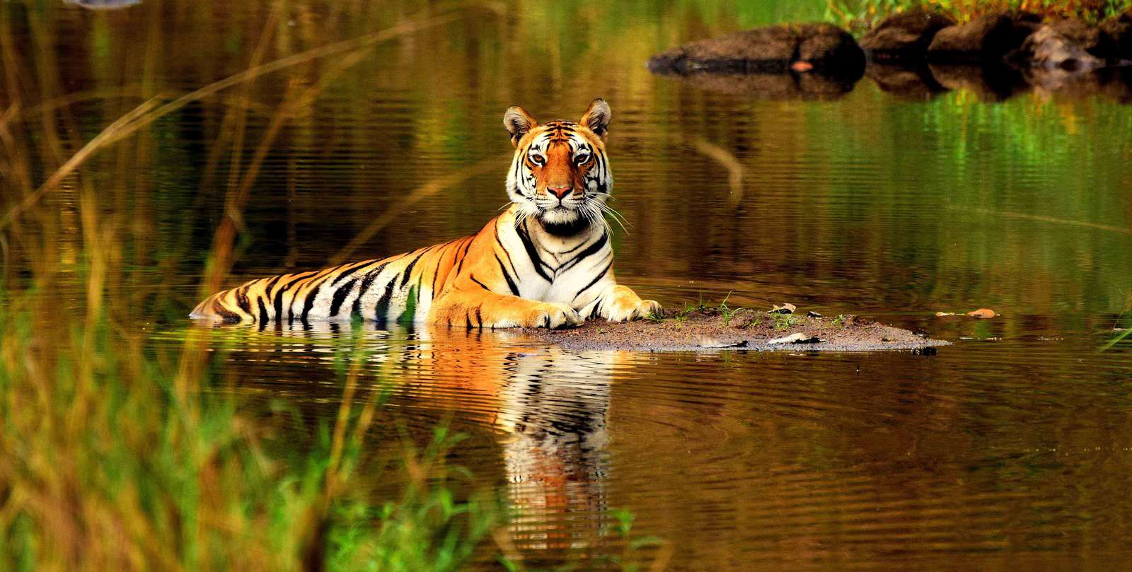 tijger kleuterschooldieren puzzel online van foto