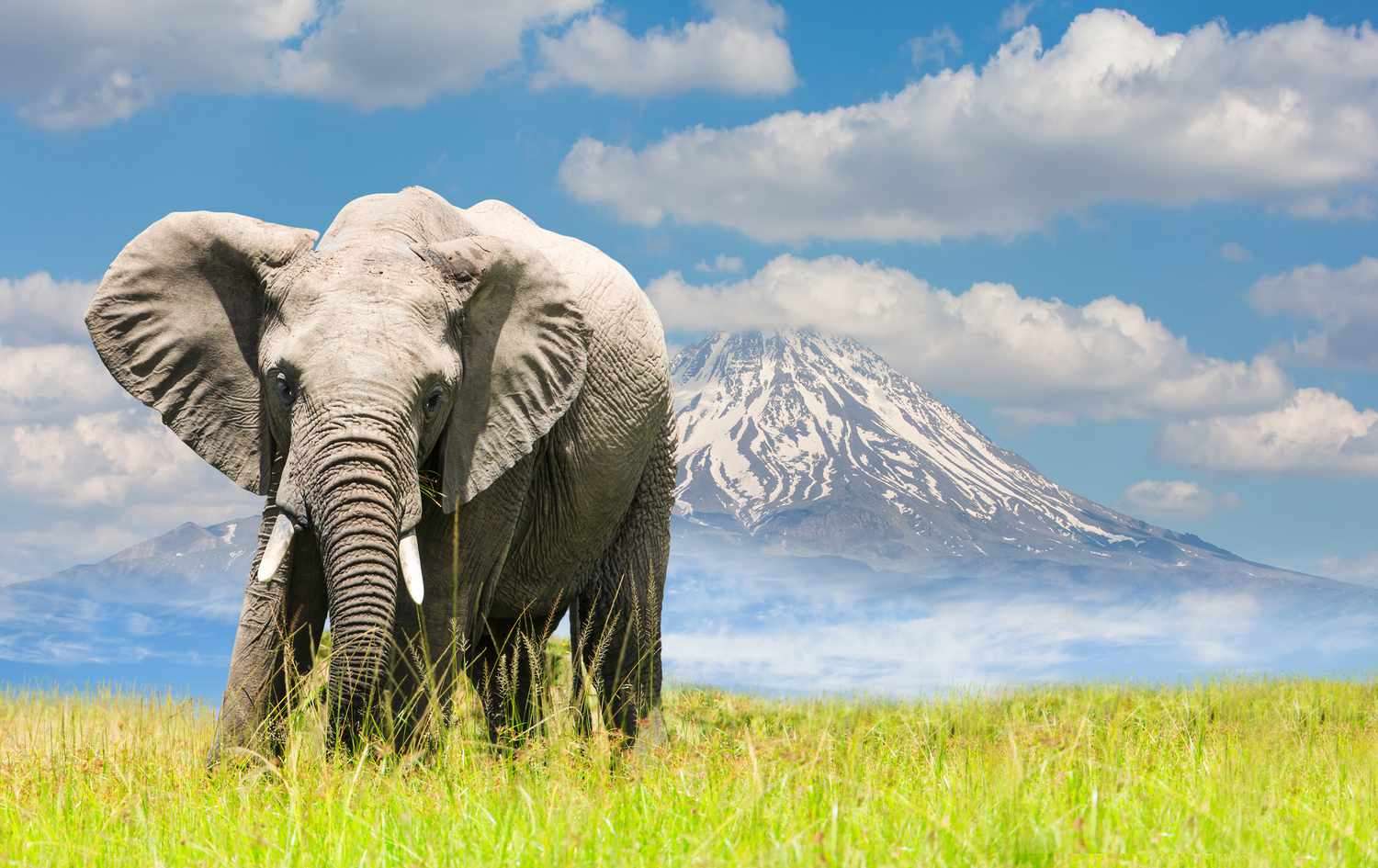 elephant kindergarten animals online puzzle