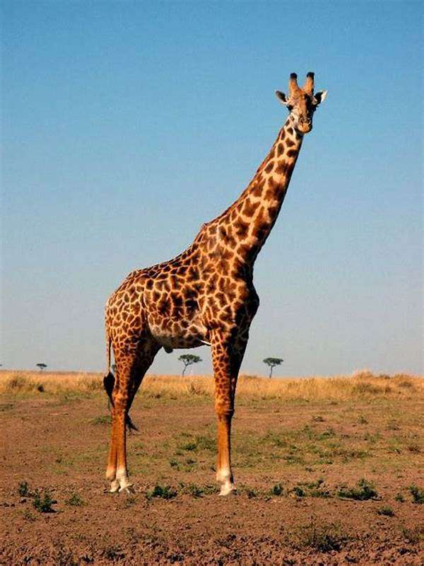 girafe, animaux de la maternelle puzzle en ligne à partir d'une photo