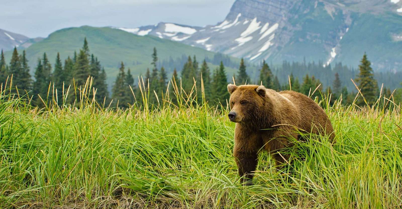 björn dagis djur Pussel online