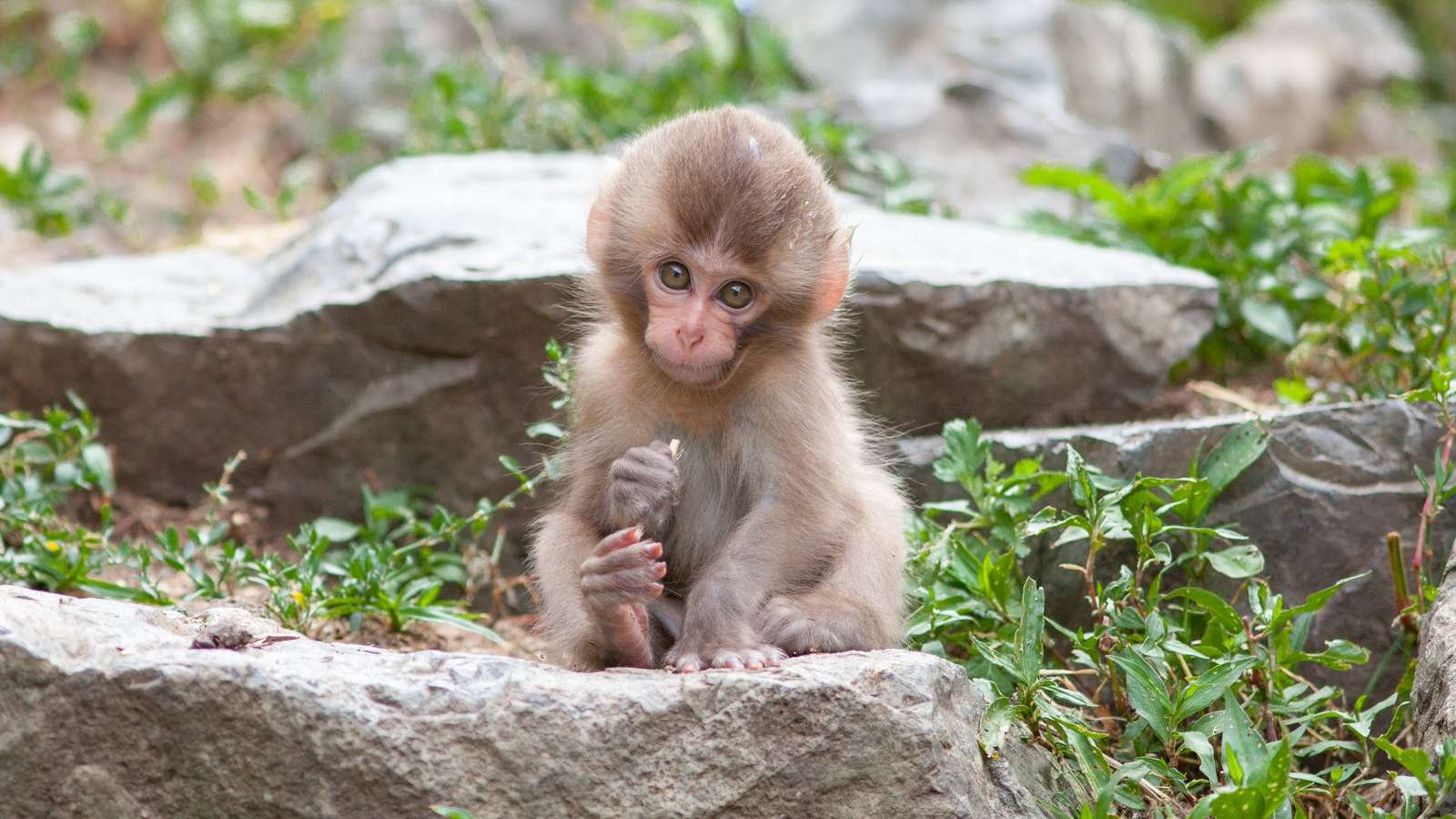 обезьяны в детском саду животные онлайн-пазл