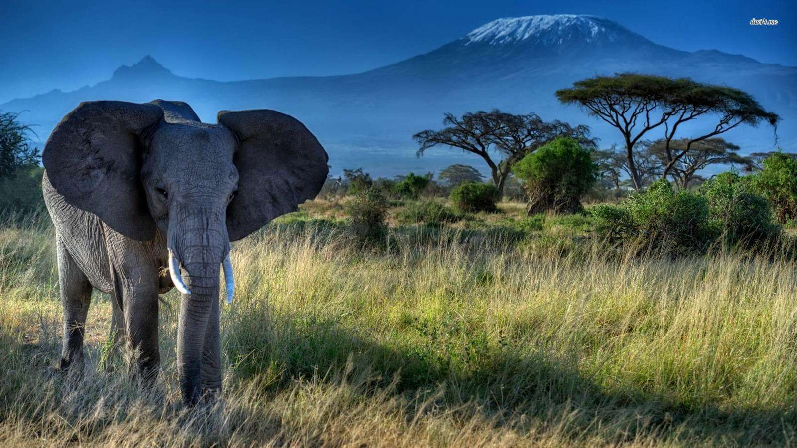 elephant kindergarten animals puzzle online from photo