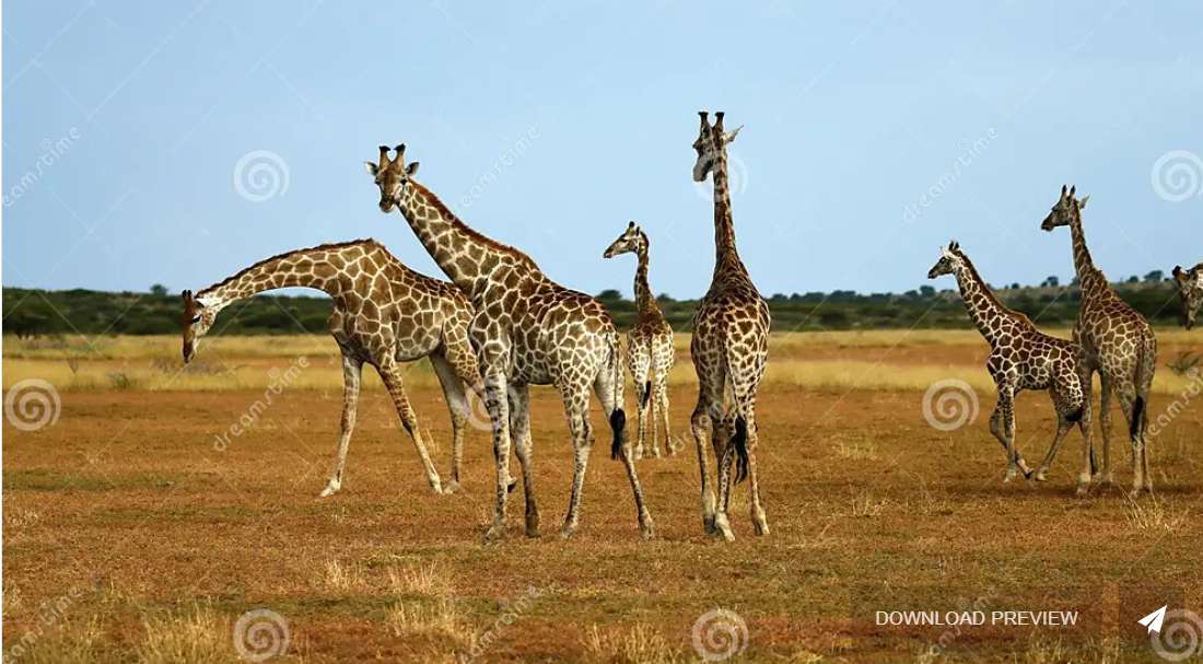 Giraffen-Kindergartentiere Online-Puzzle