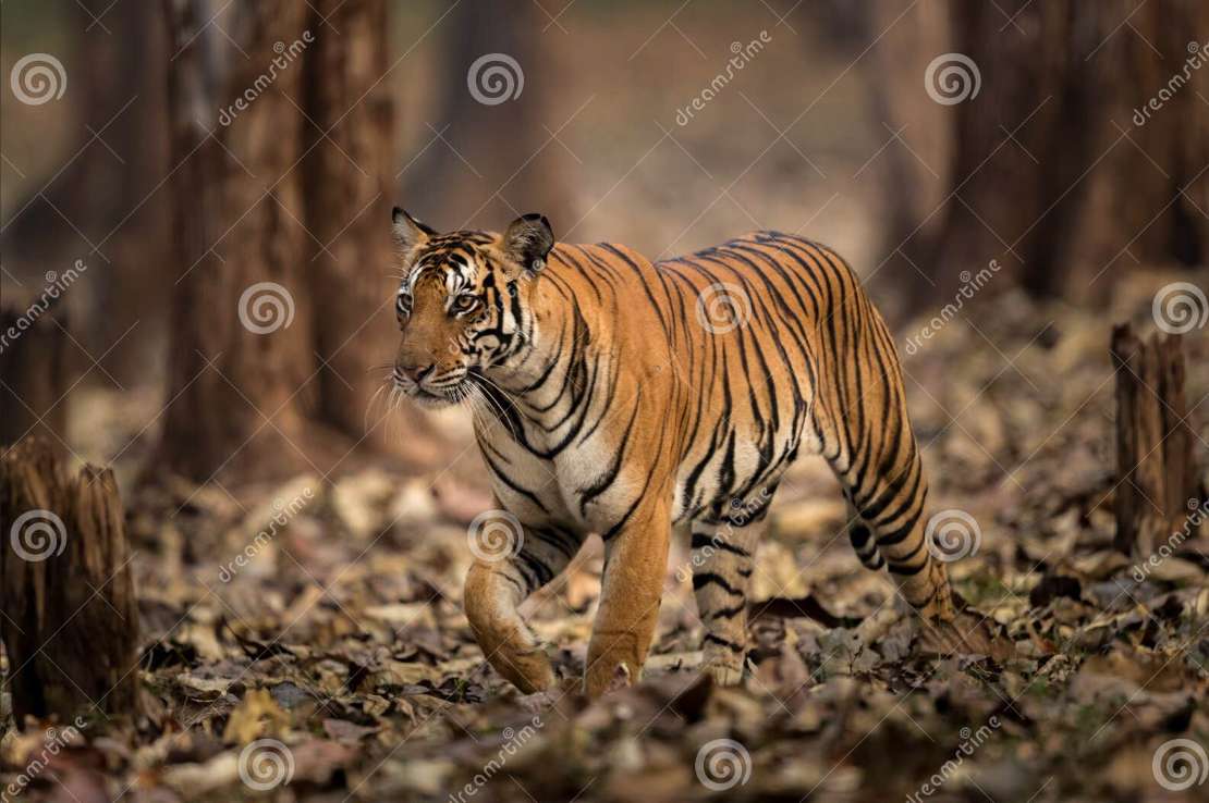 tiger kindergarten animals puzzle online from photo