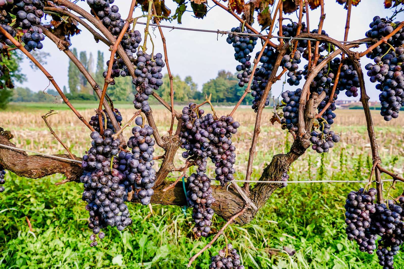 Виноградна лоза скласти пазл онлайн з фото
