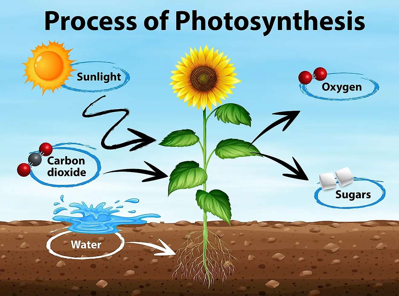 Photosynthesis puzzle online from photo