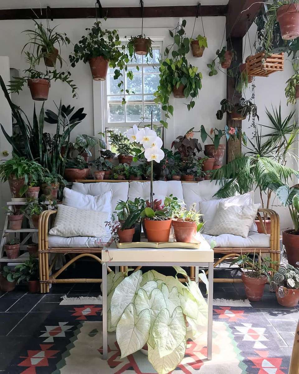 Plants In Room puzzle online from photo